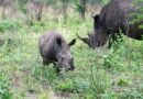 Rhinos in the Phase of Extinction, World needs to be Careful